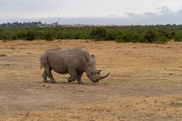 Obraz premium White rhinoceros (Ceratotherium simum) with calf in natural habitat, South Africa