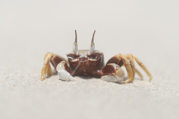 Crab. Animal on sand beach