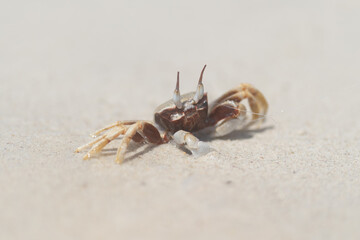 Crab. Animal on sand beach