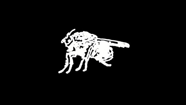 insect icon sign or symbol animation. White Highlight Elements. Doodle loop animation. doodle style on transparent background. Jittery Artistic Motion. scribble seamless loop animation.