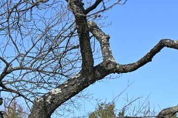 Parmotremma tinctorum.
  Parmeliaceae. Greenish-gray foliaceous lichens grow on the bark of Japanese apricot trees.