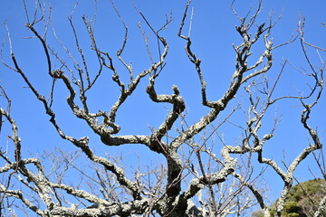 Parmotremma tinctorum.
  Parmeliaceae. Greenish-gray foliaceous lichens grow on the bark of Japanese apricot trees.