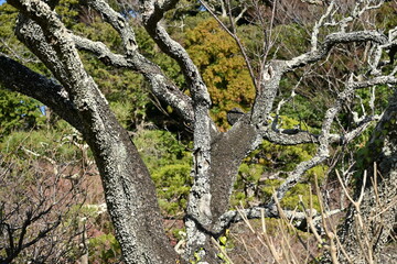 Fototapeta premium Parmotremma tinctorum. Parmeliaceae. Greenish-gray foliaceous lichens grow on the bark of Japanese apricot trees.