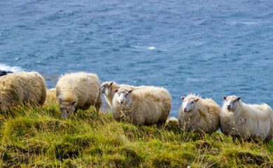 Icelandic sheep graze in the meadow near Ocean, Group of domestic animal in pure north nature.