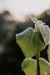 frosted nature a winter morning