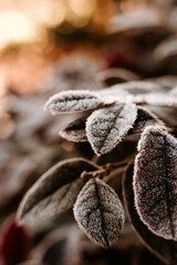 frosted nature a winter morning