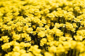 Saturated tiny yellow flowers blooming on spring meadow closeup, macro, detail, blur in sunshine with green grass. Joyful natural floral spring background.