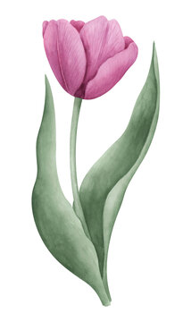 Pink tulip on white background. Watercolor botanical illustration. Floral clipart element.