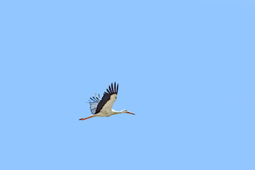 stork flying alone under clear blue sky