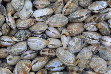 물 속의 신선한 조개류