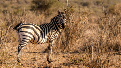 Fototapeta na wymiar A plains zebra ( Equus Burchelli) standing and looking at the camera, Laikipia, Kenya.