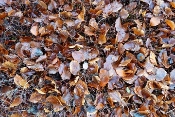 Laub im Herbst