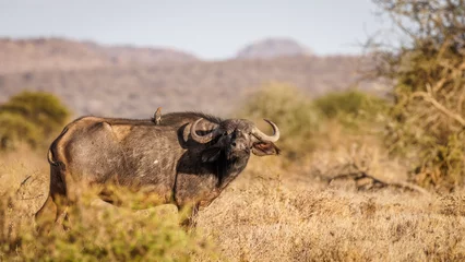 Dekokissen Female cape buffalo ( Syncerus caffer) looking at the camera with a red-billed oxpecker on the back, Laikipia, Kenya. © Gunter