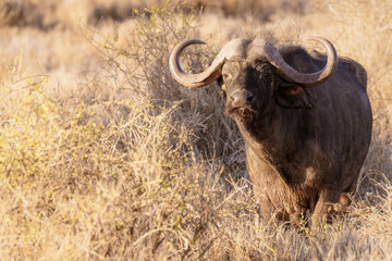 Male cape buffalo ( Syncerus caffer) looking at the camera, Laikipia, Kenya.	