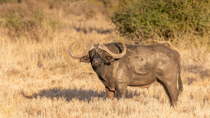 Male cape buffalo ( Syncerus caffer) looking at the camera, Laikipia, Kenya.	
