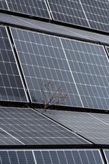 lot of solar panels