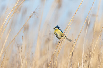 Eurasian blue tit (Cyanistes caeruleus) sitting on reed