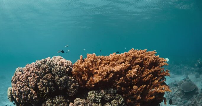 Corals and fishes underwater in tropical transparent ocean