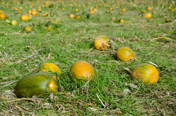 Many pumpkins ripening in a field, Hampshire, October - 556926474