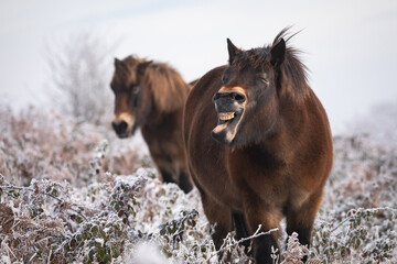 An exmoor pony (Equus caballus) shakes it's head with open mouth