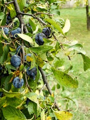 Dark blue delicious plums on branch of tree