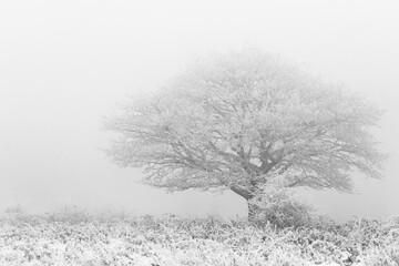 Snow covered tree showing through the fog