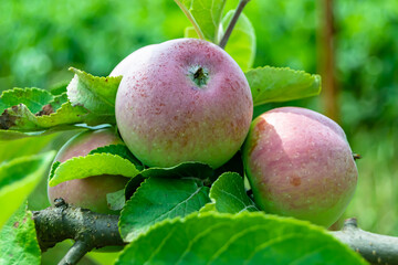 Photography on theme beautiful fruit branch apple tree