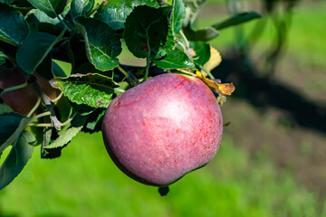 Photography on theme beautiful fruit branch apple tree