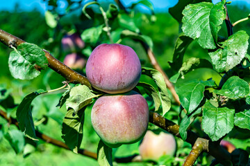Photography on theme beautiful fruit branch apple tree