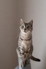 見つめる猫　サバトラ猫