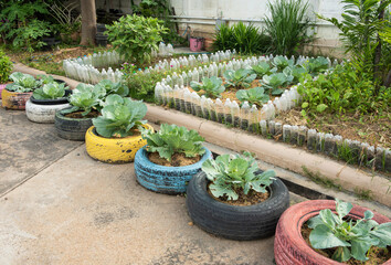 Planting kitchen garden pods in old tires