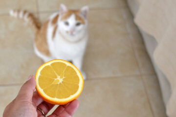 Orange in hand with blurred background of a cat sitting on the floor.  The concept of can cats eat...