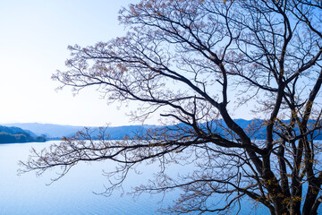 Fototapeta na wymiar 冬の湖山池と木のシルエット 鳥取県 湖山池