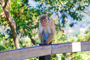 Sri Lankan monky 