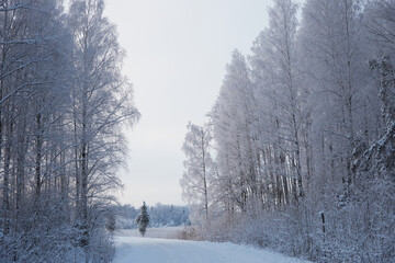 Fototapeta premium Winter landscape with country road and trees on the roadside covered with snow