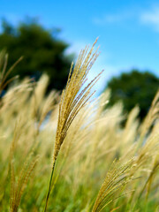Japanese silver grass and blue sky   