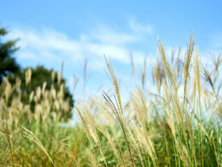 Obraz premium Japanese silver grass and blue sky 
