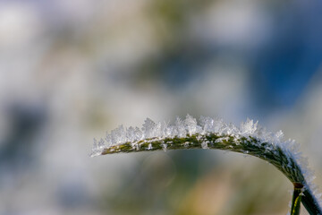Close up of ice crystals on a blade of grass
