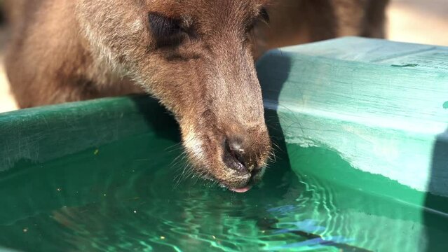 Extreme close up shot of a cute thirsty kangaroo or wallaroo drinking water from the bucket in wildlife sanctuary in daylight, Australian indigenous animal species.