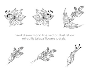 hand drawn mono line vector illustration. magnolia flowers petals.