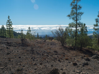 Volcanic landscape and lush green pine tree forest at hiking trail to Paisaje Lunar volcanic rock...