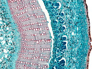 nerium indicum stem transverse section under the microscope - optical microscope x100 magnification