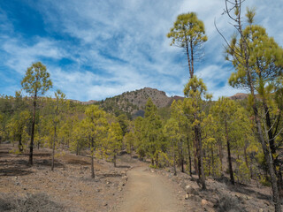 Obraz premium Dirt road path at volcanic landscape and lush green pine tree forest, hiking trail to Paisaje Lunar volcanic rock formation at Teide national park, Tenerife Canary islands, Spain