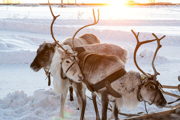 Reindeer in harness in the tundra, illuminated by the evening sun