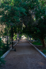 5 Juillet 1962 Garden in Biskra