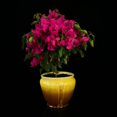 antique planter with a flowerpot on a black isolated background