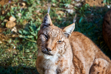 Naklejka premium Beautiful close portrait of a Boreal lynx looking at camera sitting on the grass in Cabarceno, Cantabria, Spain, Europe