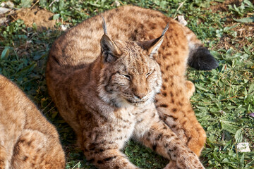 Obraz premium Beautiful American flat lay portrait of a Boreal lynx lying on the grass with half closed eyes, in Cabarceno, Cantabria, Spain, Europe