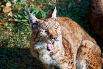 Naklejka premium Beautiful portrait of a Boreal Lynx yawning with its eyes half open in Cabarceno, Cantabria, Spain, Europe