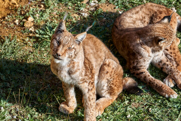 Obraz premium Beautiful portrait of a pair of Boreal lynx one sitting looking at camera and the other preening on the grass in Cabarceno, Cantabria, Spain, Europe
